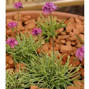 Armeria Nifty Thrifty - 1ltr pot