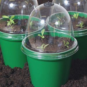 Bell Boy Mini Propagators - Pack of 3