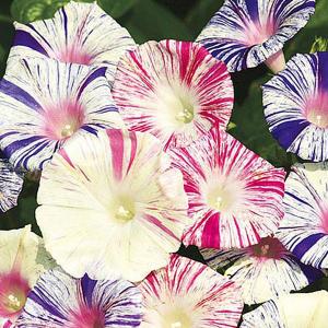 Ipomoea (Morning Glory) Kiss Me Quick - 25 Seeds