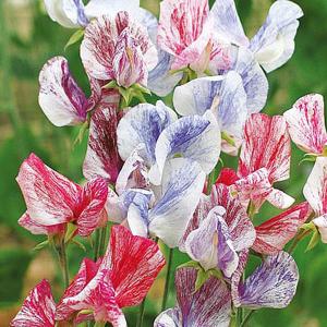 Sweet Pea Madame Butterfly - 22 Seeds