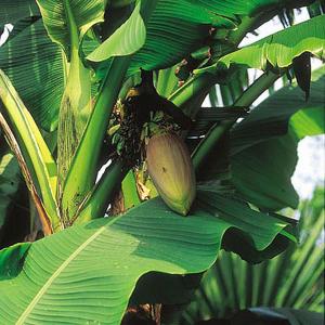 Eden Project The Banana Plant* - 5 Seeds