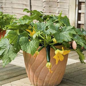 Courgette Midnight F1 - 6 Seeds