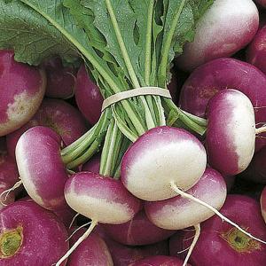 Speedy Veg Turnip Atlantic - Baby Type - 500 Seeds