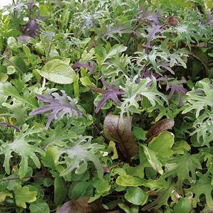 Speedy Veg Leaf Salad Californian Mix - 550 Seeds