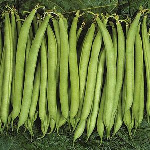 Speedy Veg Bean Dwarf - 75 Seeds
