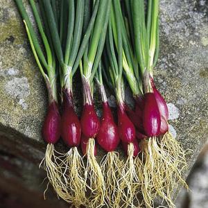 Eden Project The Red Salad Onion - 250 Seeds