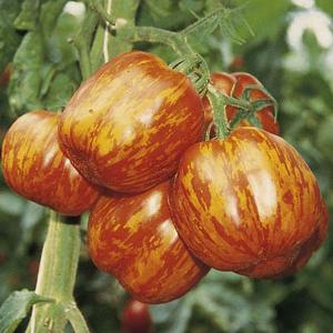 Eden Project The Striped Tomato - 27 Seeds