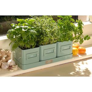 3 Herb Pots in a Tray