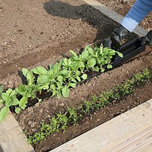 Rowplanter