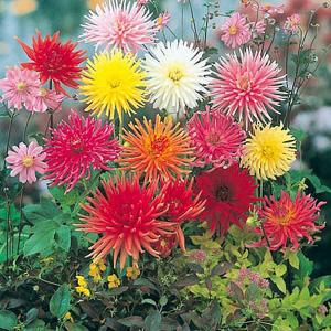 Dahlia Clangers Mix - 75 Seeds