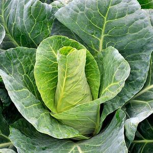 NEW Cabbage Rubeny F1 - 55 Seeds