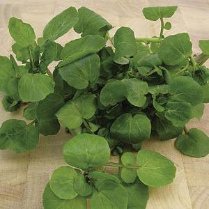 Watercress Aqua - 410 Seeds