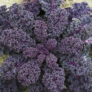 Kale Scarlet - 190 Seeds