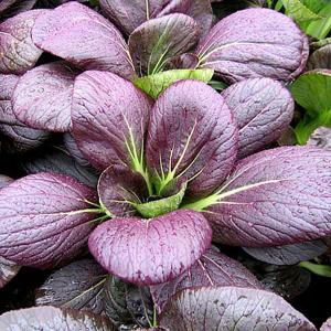 Pak Choi Rubi F1 - 150 Seeds