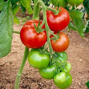 Tomato Orkado F1 - 10 Seeds