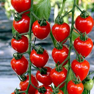 Tomato Tomatoberry - Garden - 6 Seeds