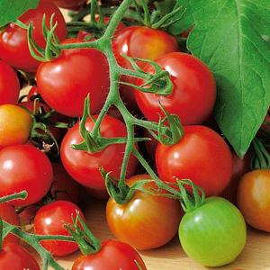 Tomato Red Alert - 30 Seeds
