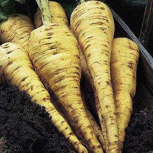 Groweasy Seed Tape-Parsnip Tender & True