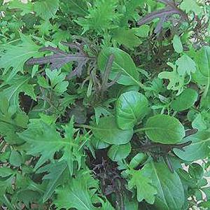 Salad Leaves Speedy Mix - 1000 Seeds