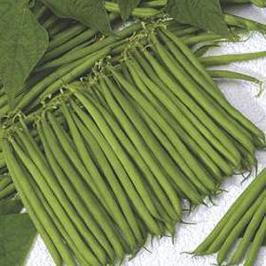 Bean Dwarf Bellini - 12 Beans