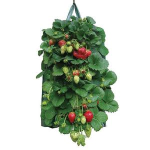 Hanging Strawberry Planter (Twin Pack)