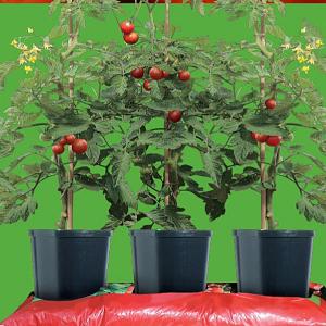 Tomato Pots - Pack of 3
