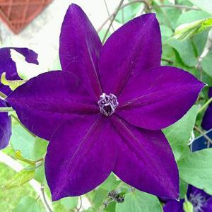 Clematis Amethyst Beauty - 3ltr pot