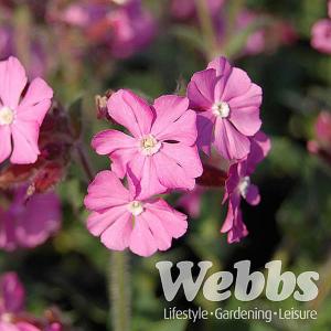 Silene Rolly's Favourite - 2ltr pot (HI)