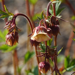 Geum rivale - 2ltr pot