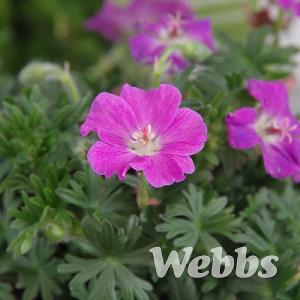 Geranium sanguineum Max Frei - 2ltr pot