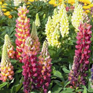 Lupin Lulu - 1ltr pot