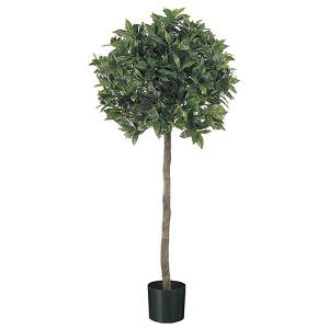 Sweet Bay Ball Tree (4ft)