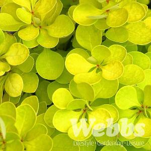 Berberis thunbergii Golden Torch