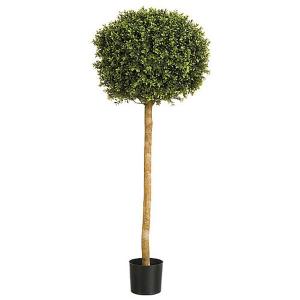 Boxwood Ball Tree - 2 Sizes Available
