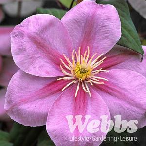 Clematis Abilene