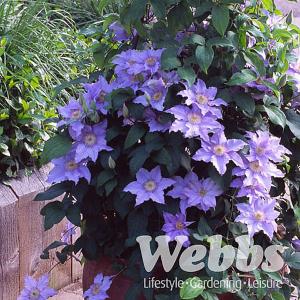 Clematis Angelique (Boulevard)