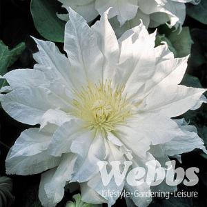 Clematis Arctic Queen