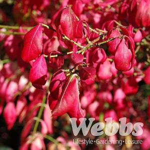 Euonymus alatus