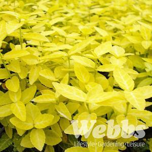 Euonymus fortunei Goldy