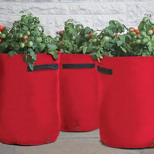 Tomato (Bush & Trailing) Patio Planters