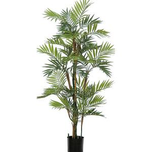 Parlour Palm Tree - 2 Sizes Available