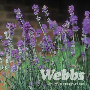 Lavandula x intermedia Arabian Knights (Lavender)