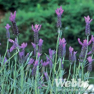 Lavandula stoechas (French Lavender)