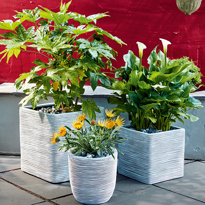 Recipes, Garden Tips, Home Inspiration | Webbs Garden Centre