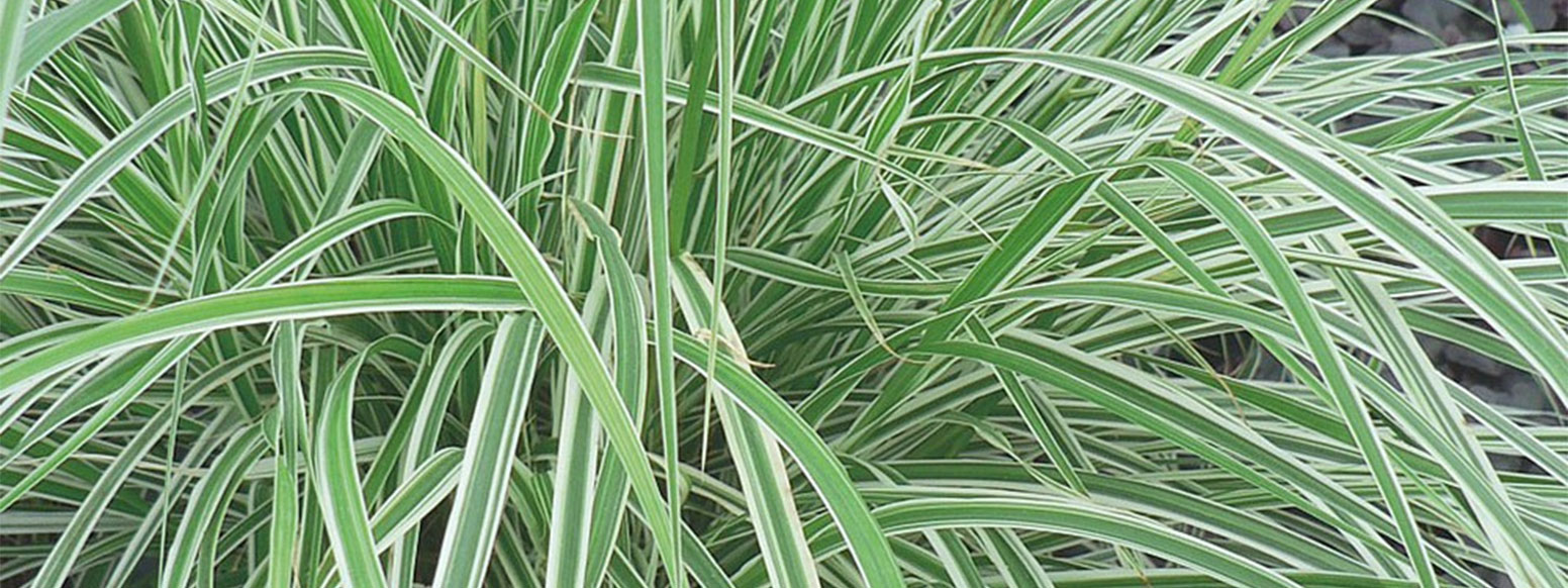 Grasses & Ferns