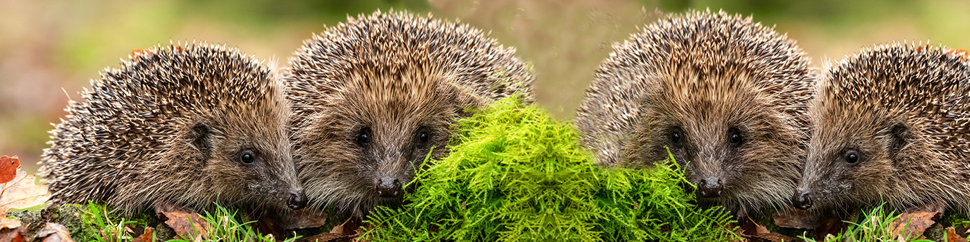 Attracting Hedgehogs In The Garden