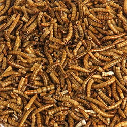 Mealworms for Birds
