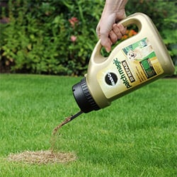 Lawn and Grass Seed