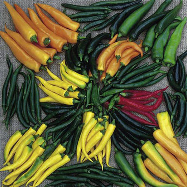 Cayenne Pepper Hot Stuff - 25 Seeds