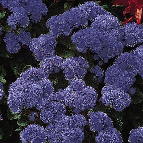 Ageratum Blue Mink - 1200 Seeds